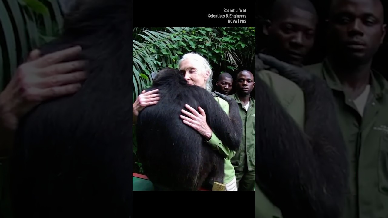 Remembering Jane Goodall #shorts #janegoodall #zoology #animallover