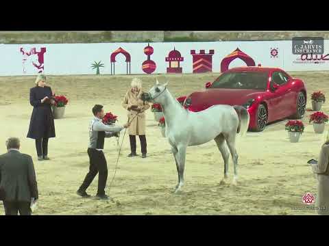 N 93 EL LA LINDA STC   AlKout National Purebred Show 2024   Fillies 2 Years Old Class 5