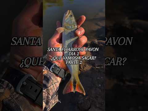 Día 2 en el Pavón - Parte 2 #FlyFishing #PescaConMosca #Dorado #SantaFe #ArroyoPavon #FlyCast