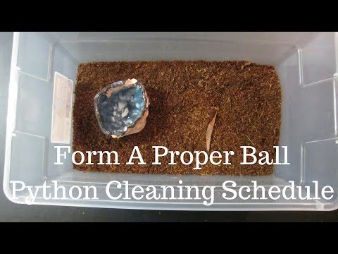 YouTube video about: How often do you change a snakes bedding?