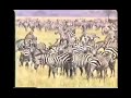 Z Is For Zebra