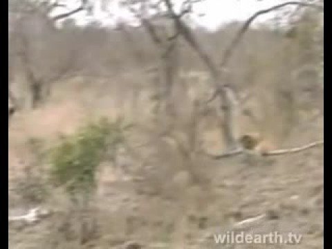 SandyPatch And Hyena's 1st Oct 08 Part 1