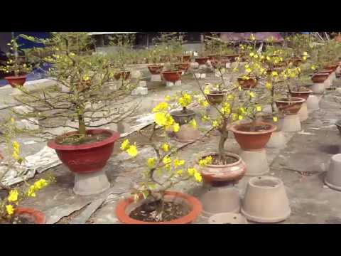 VƯỜN MAI SÁU TÂM TẠI THỦ ĐỨC NGÀY MÙNG 1 TẾT KỶ HỢI 2019.