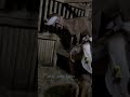 Shorts Our Goat Has Given Birth Anglonubian Femalegoat