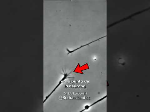 Dos NEURONAS a punto de CONECTARSE 🧠❤️