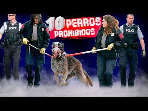 😨 Estos 10 perros SE PROHIBIERON en todo el mundo #perros