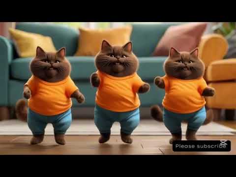 Cat Video