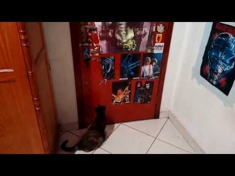 Gato Abrindo a porta (Kitty opening the door)
