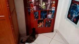 Gato Abrindo a porta (Kitty opening the door)