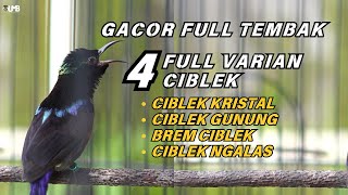 Download lagu KONIN GACOR NEMBAK FULL 4 VARIAN CIBLEK // MASTERAN BURUNG // PANCINGAN KOLIBRI NINJA mp3