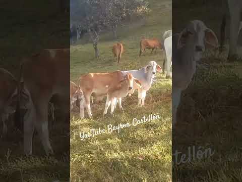 Ganadería lo mejor del campo 🌼 Guayucalí, Condega, Estelí, Nicaragua 2026