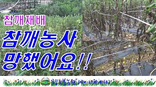 참깨농사 망했어요!!