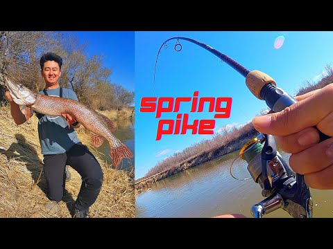 Shallow River Spring Pikes in Southern Saskatchewan