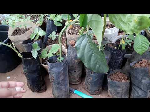 Mudas de maracujas pelo galho