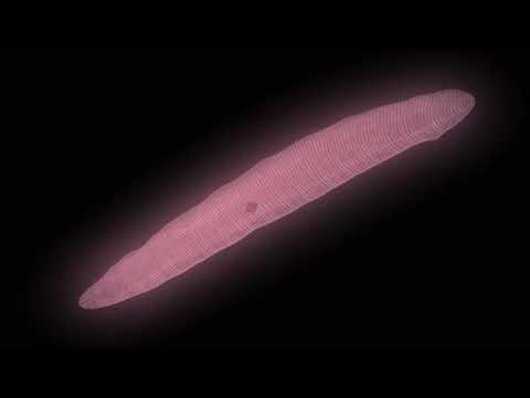 Flatworms: The First Hunter | Shape of Life