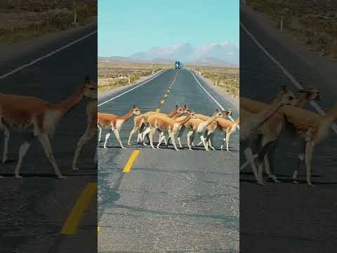 Vicuñas en la Pampa Cañahuas, Arequipa, Perú