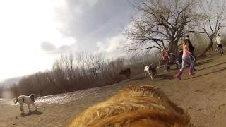 preview picture of video 'GoPro Doggy   Cherry Creek Dog Park   Jake Running Around'