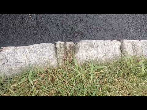 Carpenter Ants Marching Along the Sidewalk in Warren, NJ