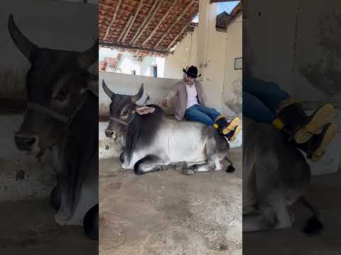 TOURAÇO DA RAÇA GUZERÁ NA PARAÍBA #shorts