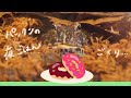 Feeding A Pacman Frog A Hopper Mouse