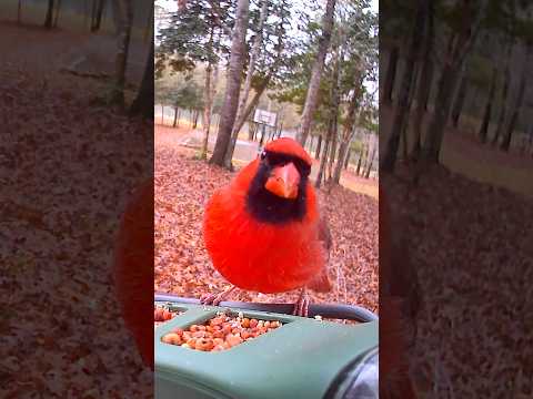 Cardinals in Wild Harmony at the Feeder | Backyard Birdwatching #christmas #birdwatching #nature