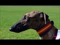 Galgo Español - Galgo Español Estándar Galgo Español - Galgo Español Estándar