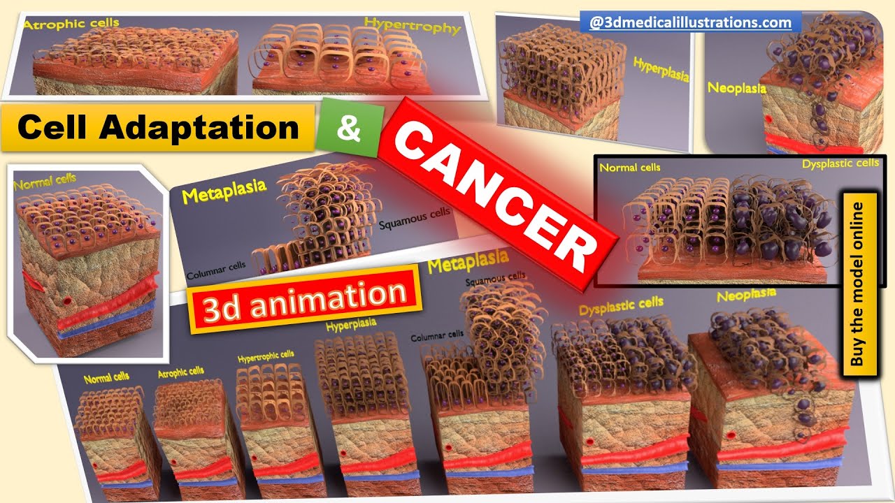 Adaptation cellulaire 3D Modèle 3D