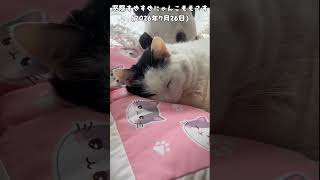 窓際すやすやにゃんこモモです(2026年7月26日)#トンタカ#ネコ#猫 #猫好きさんと繋がりたい #猫動画 #cat #ねこ #ねこのいる生活