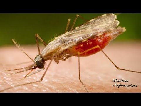 Parassita in biologia Video su lyambliya