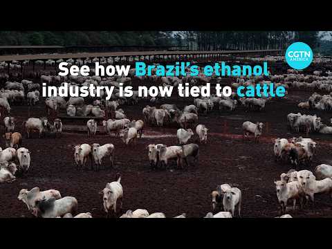 See how Brazil's ethanol industry is now tied to cattle