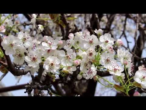 Spanish Rose~ Chris Haugen| Time To Relax | 30 mins Music for Relaxation