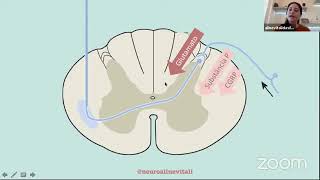 ANATOMIA E FISIOLOGIA DA NOCICEPÇÃO E DOR   Dra Aline Vitali