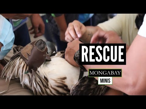 Pandemic or not, the mission to save the rare Philippine eagle grinds on