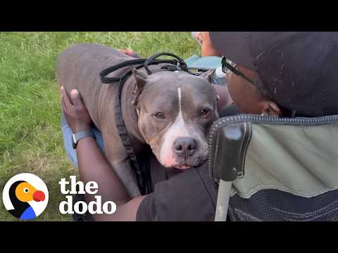 Velcro Bully Is Obsessed With Cuddling His Dad | The Dodo