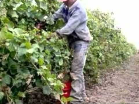 EU AM FOST ALTOIT-Ilie Belciu