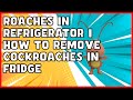 Roaches in Refrigerator | How to Remove Cockroaches in Fridge