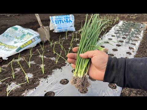  2月は庭で何をしましょうか？最初に植える種と忘れてはならない準備!  庭園