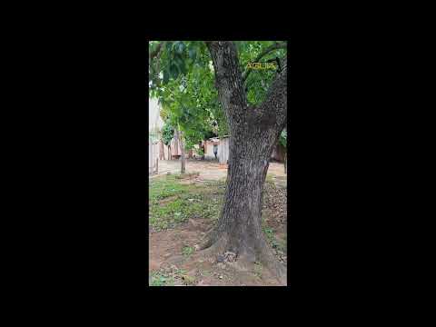 Poda de emergência após tempestade em Campo Grande MS