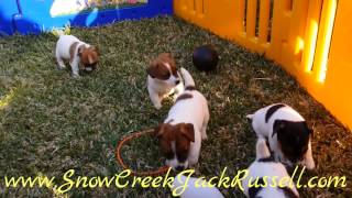 Jack Russell Terrier, Puppies, For, Sale, In, Miami, Florida, FL, Orlando, Tampa