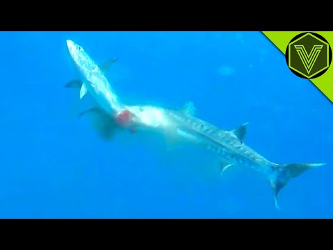 BARRACUDA - the sea butcher that can kill a human! Barracuda vs human, pelican and lionfish!