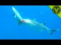 BARRACUDA The Sea Butcher That Can Kill A Human Barracuda Vs Human Pelican And Lionfish
