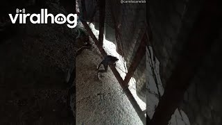 This Frog Has Had a Long Day || ViralHog