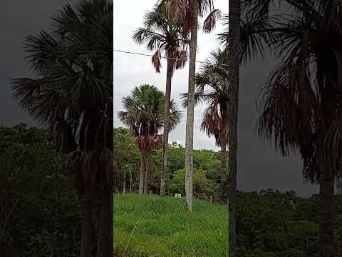 7.000,00 de Entrada 90 x de 799,00 Fixas  62 98141 4270 CHACARAS NA CACHOEIRA PRÓX ARAGOIÂNIA GO 