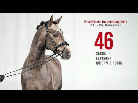 Hauptkörung 2021 Reitpferdehengste Kat-Nr. 46 Secret - Levisonn - Quidam's Rubin