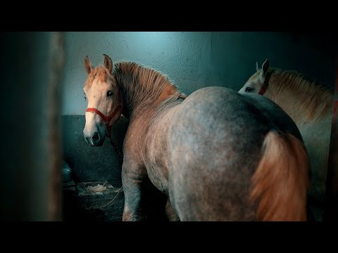 Sima Simić iz sela Popučke kod Valjeva ima najveće konje šampione na Balkanu || POREZNIK GAVRO