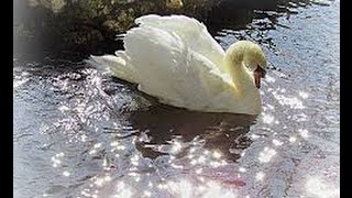 Swans in the lake. Beautiful white swans swimming and feeding. Lake and white swans
