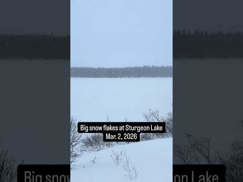 Big snow flakes at Sturgeon Lake - Mar. 2, 2026