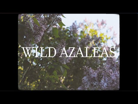 Starpainter  |  Wild Azaleas (Official Video)