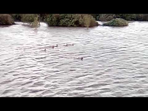 Sturmtief Xavier zwingt Rehe in Rhede ( Ems ) ins Wasser.