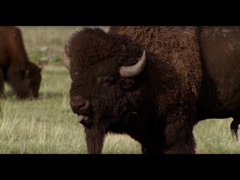 SZOKUJACA ZIEMIA - AMERYKA KRAINA BIZONÓW